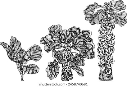 Engraving Hand drawn brussels sprouts on white background. Vector vegetables illustration brussels cabbage	