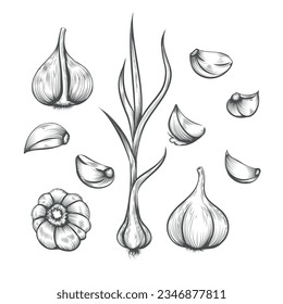 Engraving hand drawn garlic set. Garlic vegetable clove sliced pieces etching vegetarian food, garlics sketch drawing healthy farm product isolated vector illustration