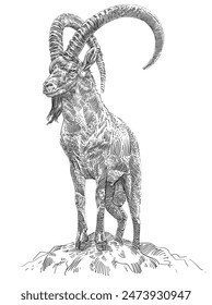 engraving hand drawn goat vector illustration