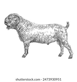 engraving hand drawn goat vector illustration