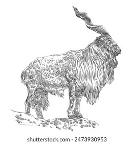 engraving hand drawn goat vector illustration