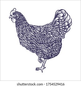 engraving hand drawn hen artwork illustration