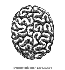 Engraving hand drawn left and right hemispheres brain. Top view isolated on white background. Vector. 