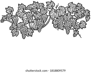 Engraving hand drawn vector illustration of grapes. Vine sketch isolated.