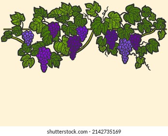 Engraving hand drawn vector illustration of grapes color. Vine sketch isolated.