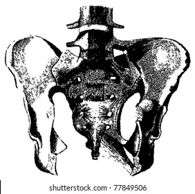Engraving haunch illustrations from atlas published in 1851 (The iconographic encyclopedia of science, literature and art). Vector image. Other illustrations in my portfolio.