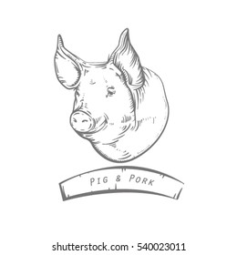 Engraving head of pig. Sketch of pig's head. Pork.Engraved boar.
Pork.mamal engraved image. Funny pig.  sketch ink pigs.Ofort of pig. Logo or label with pig. 