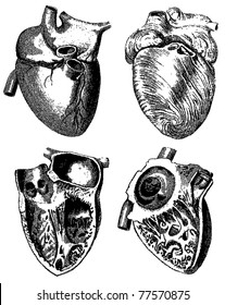Engraving heart illustrations from