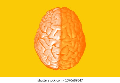 Engraving hemispheres human brain on top view crosshatch vintage orange color tone isolated on bright yellow background