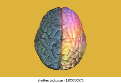 Engraving hemispheres human brain typeB on top view crosshatch separate color drawing isolated on yellow background