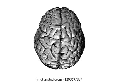 Engraving human brain on top view crosshatch drawing isolated on white background