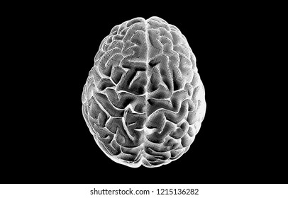 Engraving human brain on top view crosshatch drawing isolated on black background