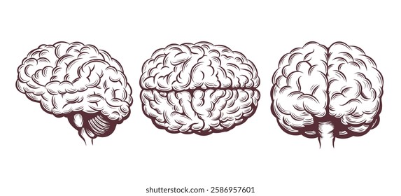 Engraving human brain in three projections. Front top and side view isolated vector illustration