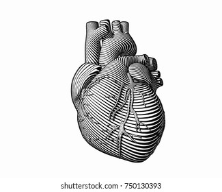Engraving human heart and monochrome flow line art stroke isolated white BG