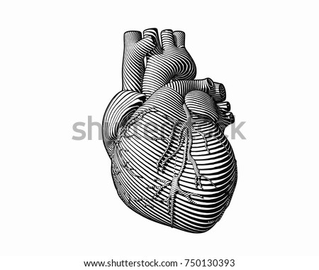 Engraving human heart with monochrome flow line art stroke isolated on white BG