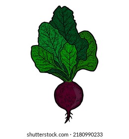 Engraving illustration of beet on color. Sketch vector.