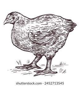 Engraving illustration of broiler young chicken