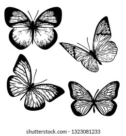 Engraving illustration with butterflies isolated on white background.