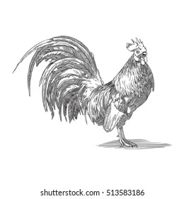 Engraving illustration of rooster, in black and white