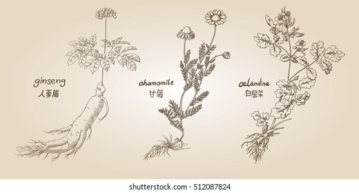 Engraving illustration of set of medicinal herbs in sepia: ginseng, chamomile, celandine