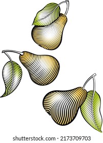 engraving illustration of three pears