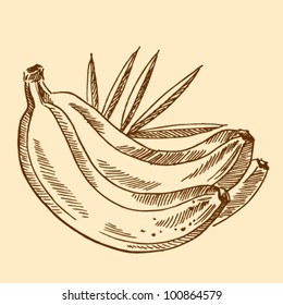 Engraving with image of banana. Vector illustration. Vintage collection
