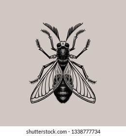 Engraving insect. Isolated on gray background. Hand drawn illustration. Black ink. Great for tattoos, t-shirt printing, for Halloween and more.