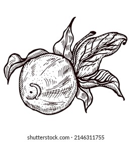 Engraving lemon on branch with leaves. Hand drawn whole lemon or lime growing on twig. Vintage design citrus fruit in sketch style for juice labels, packages and study books. Vector illustrations.