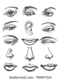 Engraving lips and ear, eye and nose. Vintage sketch human organs like eyeball and kiss or mouth, hand drawn eyes and ears vector illustration