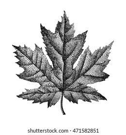 Engraving Maple Leaf Hand Drawn Vector Illustration