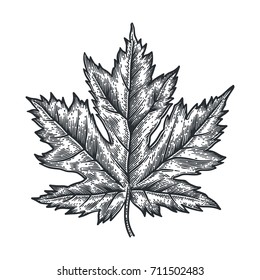 Engraving Maple Leaf isolated on white background. Detailed vector illustration of hand drawn autumn leaf. Vintage retro fall seasonal decor.