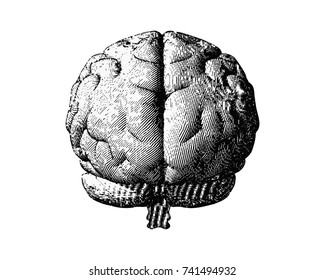 Engraving monochrome brain in back view isolated on white background