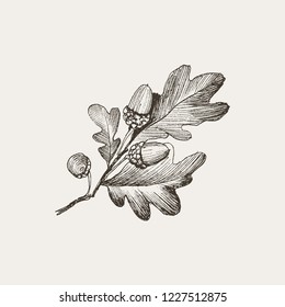 Engraving Oak Acorn isolated on creme background. Detailed vector illustration of hand drawn autumn oak nut. Vintage retro fall seasonal decor.