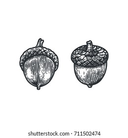 Engraving Oak Acorn isolated on white background. Detailed vector illustration of hand drawn autumn oak nut. Vintage retro fall seasonal decor.