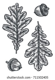 Engraving Oak Leaf and Acorn isolated on white background. Detailed vector illustration of hand drawn autumn leaves. Vintage retro fall seasonal decor.