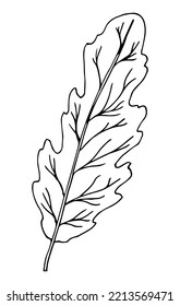 Engraving Oak Leaf isolated on white background.