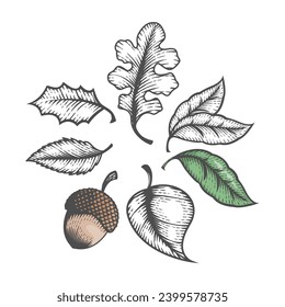 engraving oak leaves and acorn 