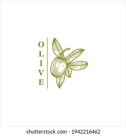 engraving olive branch vector  image