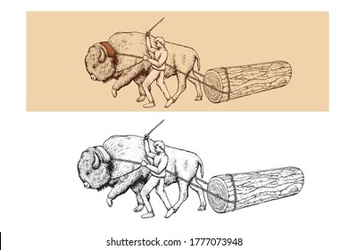 engraving ox pulling wood log vector illustration