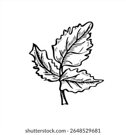 Gravura de folha de salsa pintada com tintas pretas. Ilustração de vetor monocromático desenhado à mão de cilantro aromático. Erva de tempero para embalagem de alimentos, rótulos de especiarias, produto orgânico.