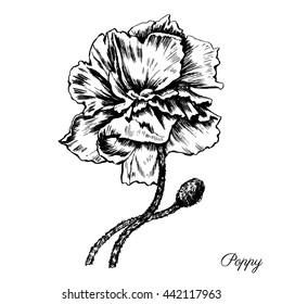 Engraving poppy flower decorative hand drawn sketch isolated on a white, vintage etching style, for beauty salon, wedding card, greeting invitation, florist shop, element scrapbook, cosmetic design