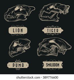 Engraving Predatory Animals Skulls Set    Lion  Tiger  Puma  Prehistoric Tiger 