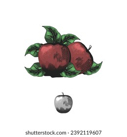 engraving red apple illustration vector