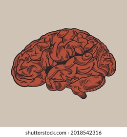 Engraving Red Human Brain Side View Illustration Old Style. Human Anatomy Internal Organs Concept Design For Medical Science Poster, Logo Or Other. Vintage Sketch Vector Illustration