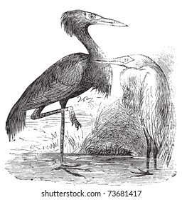 Engraving of a Reddish Egret (ardea rufa or Egretta rufescens). Old vintage engraved illustration of the reddish egret or heron in his environment.