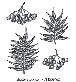 Engraving Rowan Leaf and Berry isolated on white background. Detailed vector illustration of hand drawn autumn leaves. Vintage retro fall seasonal decor.