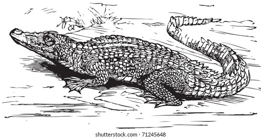 Engraving of a saltwater crocodile, in black lines. Crocodilus biporcatus, from Trousset encyclopedia 1886 - 1891