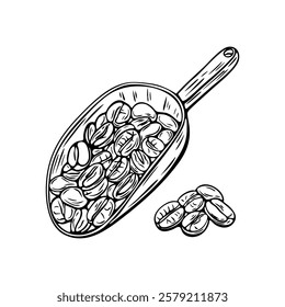 Engraving, spatula with coffee beans, vector illustration in color and line sketch