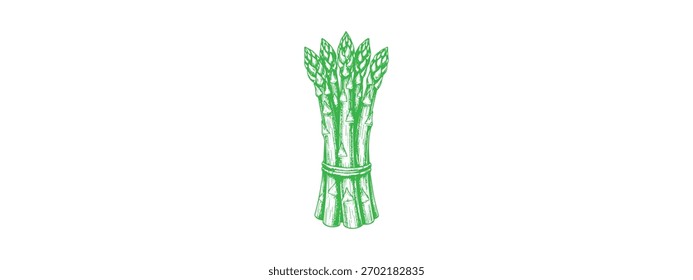 Estilo de gravura Asparagus Spears Vetor Desenho Gourmet Vegetable Line Art