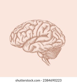 Engraving style brain illustration in detail.